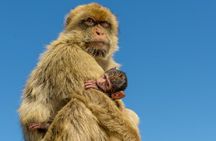 Gibraltar Full Day Tour Ultimate Tour 7hrs 