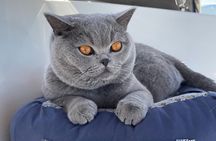 Vancouver Sailing Experience on a 50 foot Sailboat