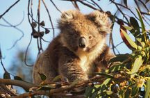 Koala Walking Tour in Kangaroo Island