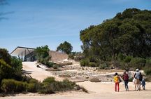 Koala Walking Tour in Kangaroo Island