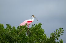 6hrs of Sailing in Bacalar Lagoon: discover Cenotes, Islands and Stromatolites.
