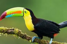 3-Day All Inclusive Guided Jungle Tour from Iquitos at Maniti Eco-Lodge