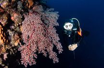 Full-Day Scuba Diving Experience of USAT Liberty in Tulamben