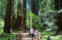Muir Woods and Golden Gate Bridge 3-hour Private Group Tour
