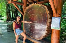 Muir Woods and Golden Gate Bridge 3-hour Private Group Tour