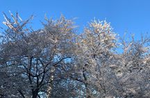 4- Hour Private customizable Washington DC Tour