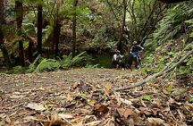 Great Lake Trail Lake Taupo 2-Day Mountain Biking Tour