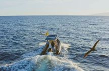 Whale and Dolphin Watching EcoAdventure in Tenerife