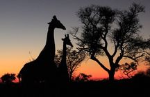 Exclusive Night Drive Safari near Hoedspruit
