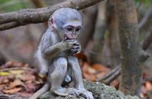 Barbados Island Tour, Monkey feeding & Swimming with the Turtles
