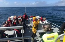 Boat Tour in Vestmannaeyjar