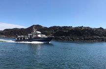 Boat Tour in Vestmannaeyjar