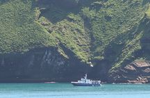 Boat Tour in Vestmannaeyjar