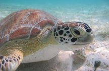 Kayak & Snorkel with Sea Turtles, National Park, St. John