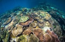 Great Barrier Reef and MOUA Cruise from Townsville or Magnetic Island