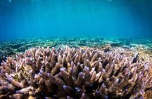Great Barrier Reef and MOUA Cruise from Townsville or Magnetic Island