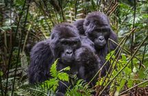  3-Day Uganda Gorilla Trekking Safari 