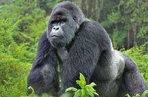  3-Day Uganda Gorilla Trekking Safari 