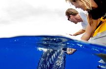 HIGH QUALITY Whale Watch Adventure Aboard Luxury Super Raft