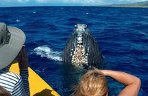 HIGH QUALITY Whale Watch Adventure Aboard Luxury Super Raft