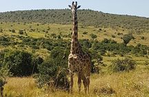 3 Days, 2 Nights Masai Mara Road Package