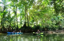 Mangrove Kayak 