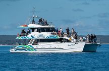 Hervey Bay: Best Value Half Day Whale Watching Cruise 