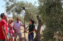 Guided tour and olive oil tasting in Alhaurin el Grande (Málaga) 
