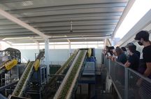 Guided tour and olive oil tasting in Alhaurin el Grande (Málaga) 