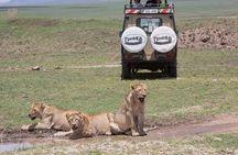 Private Group Serengeti Safari, Crater & Tarangire National Park