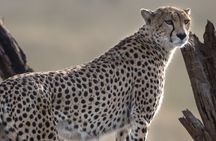 Private Group Serengeti Safari, Crater & Tarangire National Park