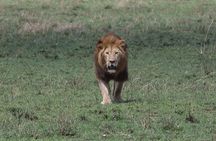 Private Group Serengeti Safari, Crater & Tarangire National Park