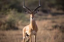 Private Group Serengeti Safari, Crater & Tarangire National Park