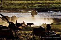 Private Yellowstone Journey from Gardiner, MT