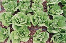Private Farm Workshop in Napa Valley