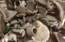 Bonaire Beachcombing and Sea Glass Private Tour 