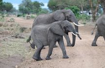 2-Day Private Mikumi National Park Tour with Pickup