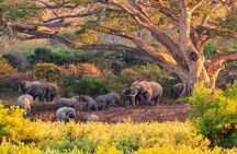 Kruger National Park. 2 Days Best Ever Safari from Cape Town