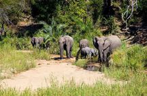 Kruger National Park. 2 Days Best Ever Safari from Cape Town