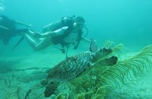 Beginners' ScubaDive