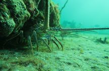 Beginners' ScubaDive
