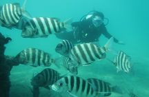 Beginners' ScubaDive