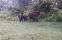 4 Nights Private Tour Cochin/Munnar/Thekkady/Houseboat-Sanguine 