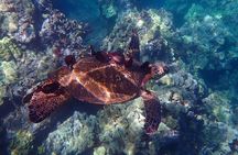  Private Kayak & Snorkel Tour (7am-10am)