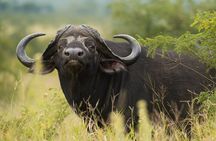 Kruger National Park Wildlife Safari with Private Guide