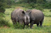 Kruger National Park Wildlife Safari with Private Guide