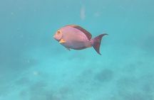 Snorkeling Tour in Caño Island with Lunch from Drake Bay