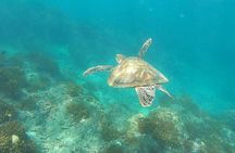 Snorkeling Tour in Caño Island with Lunch from Drake Bay