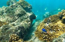 Snorkeling Tour in Caño Island with Lunch from Drake Bay