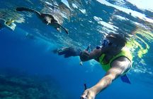 Snorkeling Tour in Caño Island with Lunch from Drake Bay